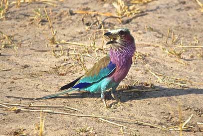 Lilac-Breasted-Roller  Zimbabwe African-Birds Picture