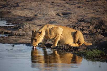Lioness  Zimbabwe Wildlife Picture