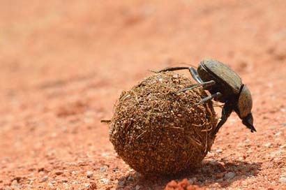 Wildlife Dung-Beetle Little Nature Picture
