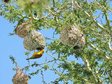 Bird Tree Nest Sparrow Picture