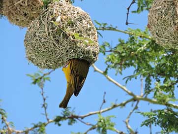 Bird Tree Nest Sparrow Picture