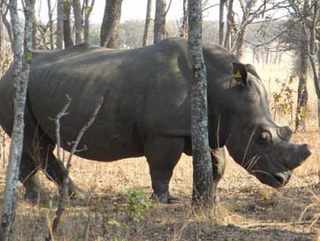 Zimbabwe Africa Rhino Rhinoceros Picture