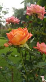 Rose  Garden Zimbabwe Picture