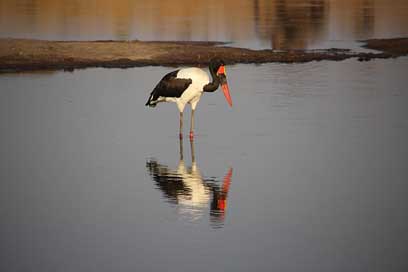 Saddle-Billed-Stork Africa Bird Zimbabwe Picture