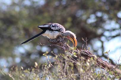 Bird Animal Safari Africa Picture