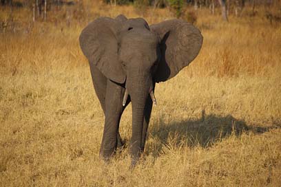 Young-Elephant Safari Africa Zimbabwe Picture