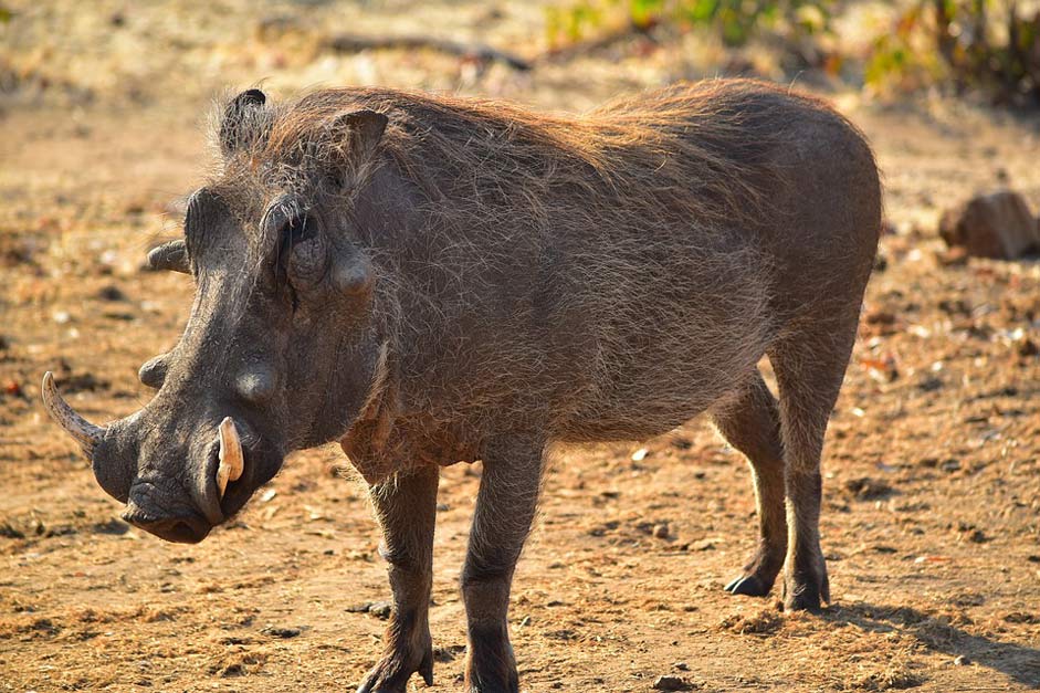 Zimbabwe Animal Africa Warthog
